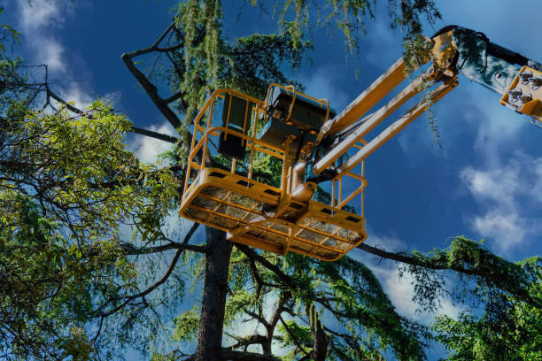 Best Arborist Consultation Services  in Eyota, MN